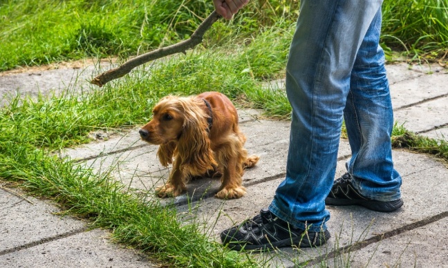 Pour une loi ferme prot&eacute;geant les animaux et punissant leurs tortionnaires