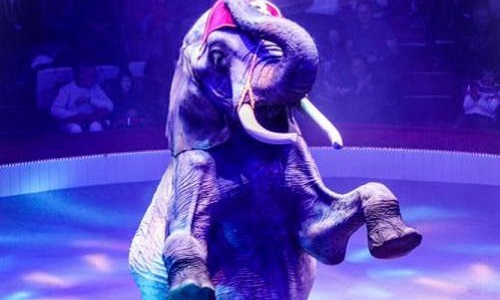 Non au cirque Bouglione avec animaux, non à la souffrance animale