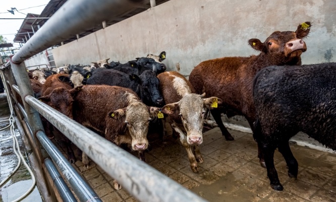 Stop à la violence : interdisez l'abattage cruel des animaux