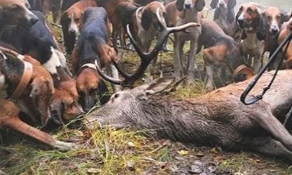 Interdisez la chasse et les traques cruelles d&egrave;s maintenant