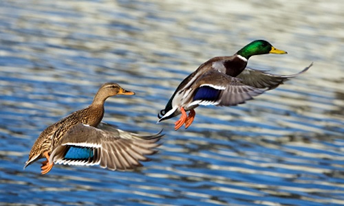 Contre l'abattage massif des canards
