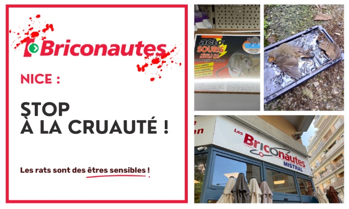 Pour le retrait des pi&egrave;ges &agrave; colle au Briconautes Mistral Nice (06)