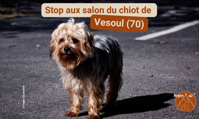 Stop au salon du chiot de Vesoul !