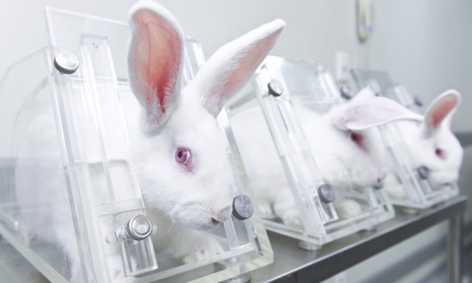 Stop &agrave; toutes les formes de tests sur les animaux d&egrave;s maintenant