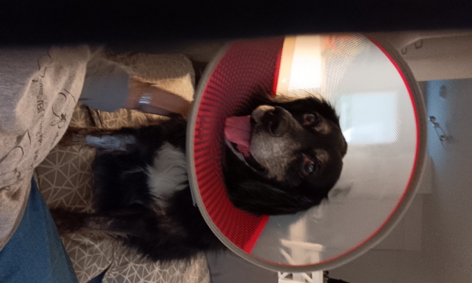 Pour que l'Etat "enfin" r&eacute;agisse &agrave; toutes les cruaut&eacute;s endur&eacute;es par les animaux !