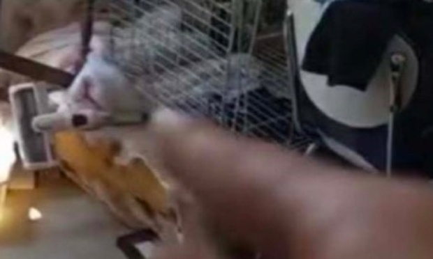 La protection des animaux
