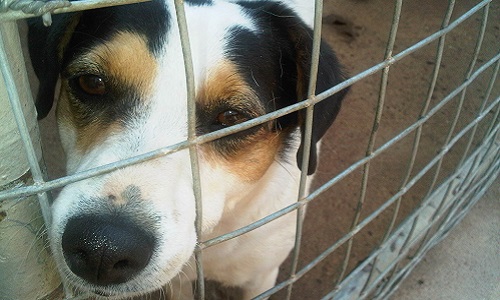 Sauvons les chiens enfermés dans une boîte au Maroc