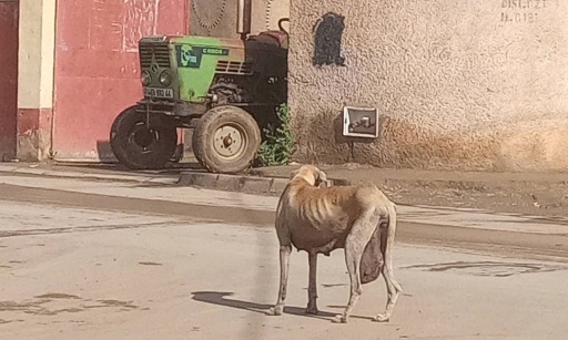 Alg&eacute;rie, des abattages programm&eacute;s par des municipalit&eacute;s malgr&eacute; l&rsquo;interdiction, agissons !