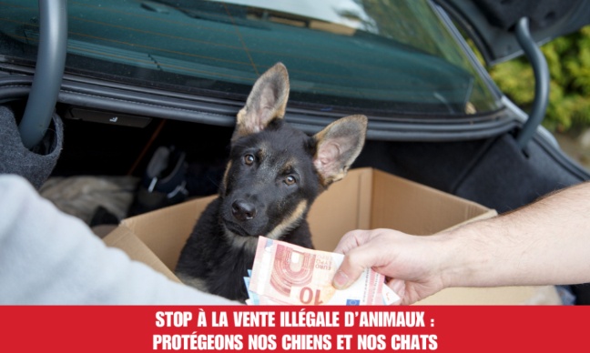 Stop &agrave; la vente ill&eacute;gale d'animaux !