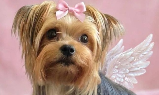 Protégeons nos animaux