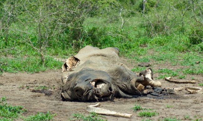 Pour l'interdiction imm&eacute;diate des massacres d'animaux dans le monde