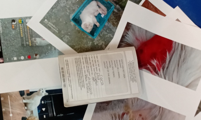 Coca chat Europ&eacute;en : tortur&eacute;, br&ucirc;l&eacute;, affam&eacute;, battu &agrave; mort.