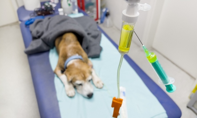 Pour des urgences v&eacute;t&eacute;rinaires accessibles partout et tout de suite