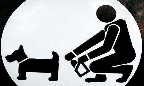 Stop aux excréments des chiens dans la rue
