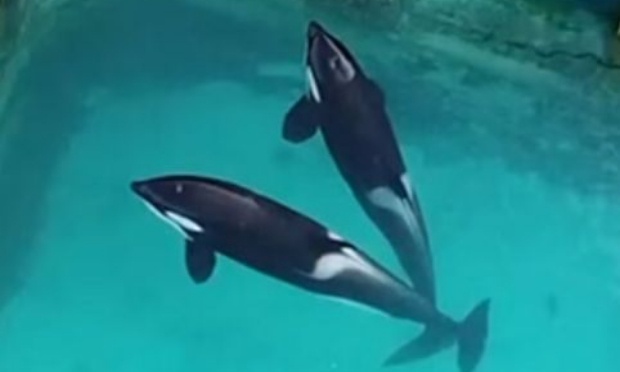 Non au transfert de Wikie et Keijo vers Loro Parque