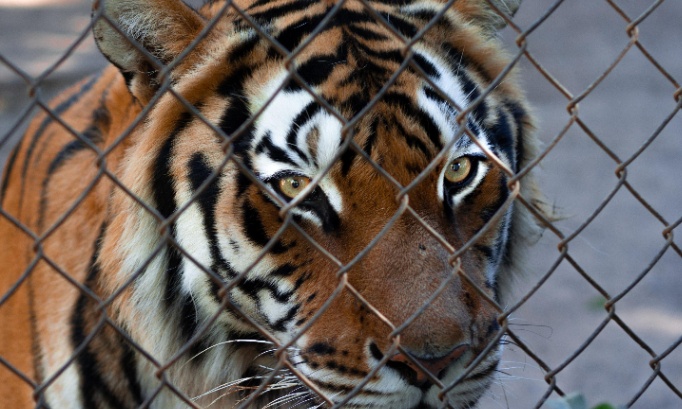 Stop aux animaux dans les cirques dans toute l'Union Europ&eacute;enne ! Leur souffrance n'est pas un spectacle !