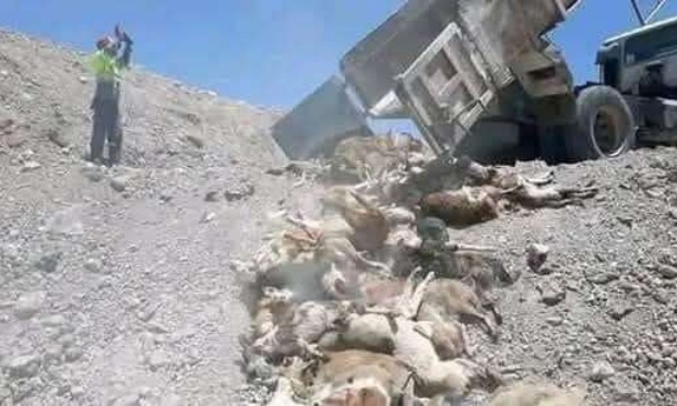 Au maroc la politique tr&egrave;s violente et le m&eacute;pris de la vie animale n'en finit pas !
