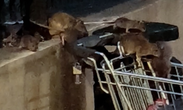 Urgence sanitaire Curnonsky / Pitet : Stop à l'invasion de rats .