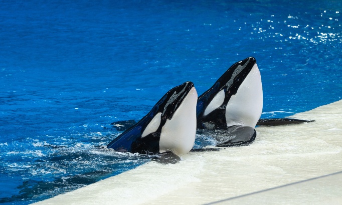 C&eacute;tac&eacute;s du Marineland: Pour la cr&eacute;ation imm&eacute;diate du sanctuaire marin de Gr&egrave;ce, stop aux lobbies