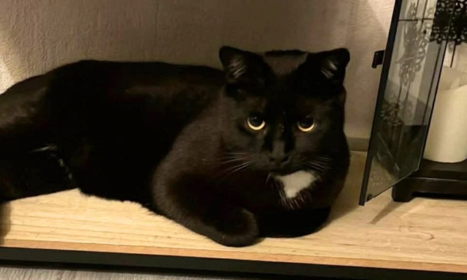 Justice pour Blacky : victime de tirs puis disparu !