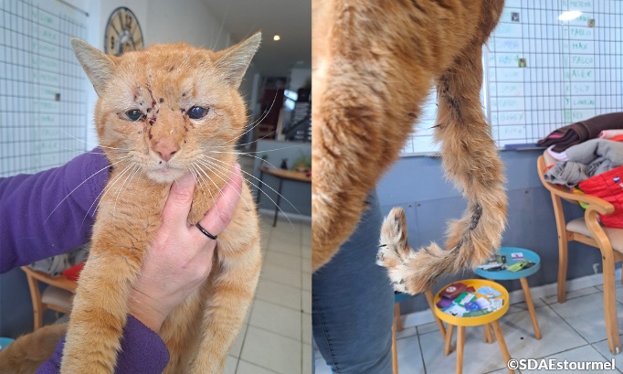 Justice pour Monty, le chat cribl&eacute; de plombs et tortur&eacute; &agrave; mort