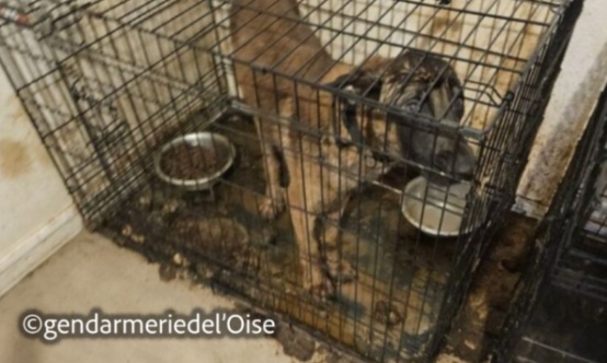 7 animaux laiss&eacute;s pour morts dans l'Oise exigeons la prison et l'interdiction &agrave; vie !
