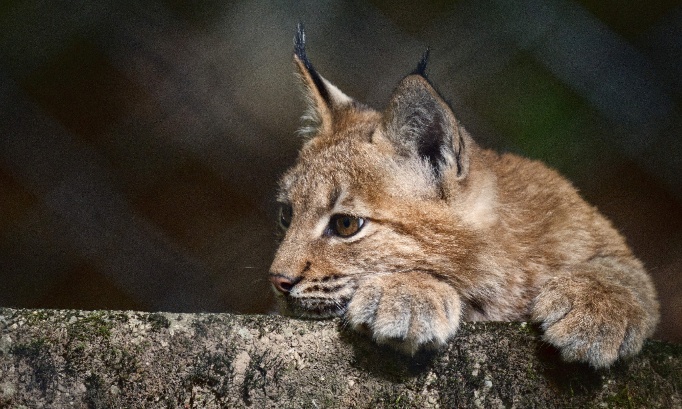 4 kilos face &agrave; un b&acirc;ton, la mort d'un b&eacute;b&eacute; lynx prot&eacute;g&eacute; ne vaut pas qu'un simple sursis !