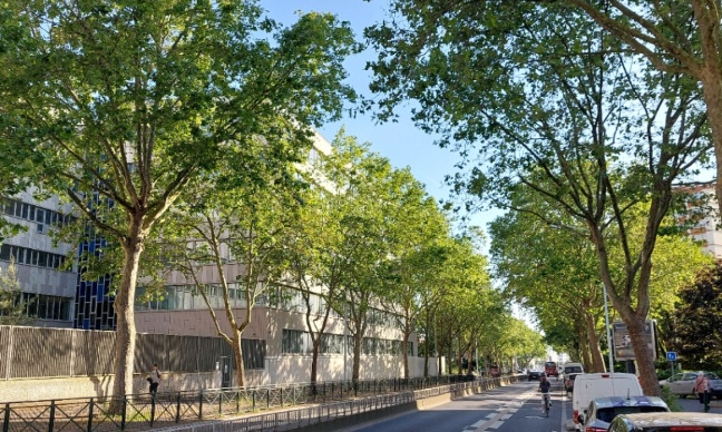 Plus de 200 arbres menacés par le Tramway T1 à Nanterre : STOP au massacre écologique !