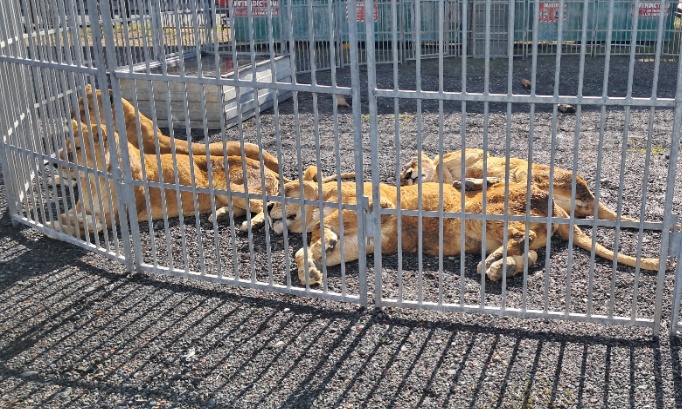 Contre les cirques avec animaux à Haillicourt (62)