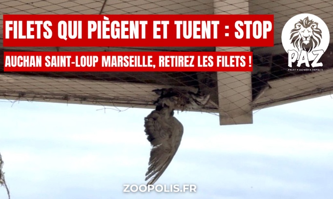 Auchan Marseille : pour le retrait immédiat des filets qui tuent les pigeons