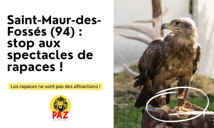 St-Maur-Des-Fossés : Stop aux spectacles de rapaces !