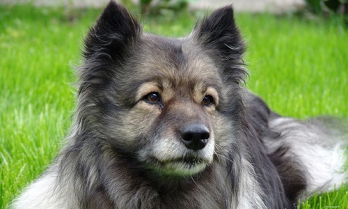 Pour que la SPA de Montpellier me rende mon chien, Eliot