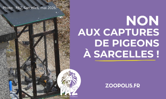 Mairie de Sarcelles : stop aux captures des pigeons