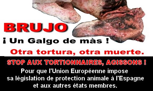 Justice pour Brujo ! Stop aux tortionnaires d'animaux !