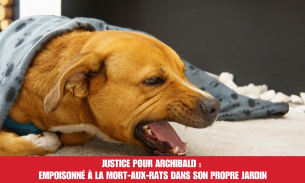 Justice pour Archibald : empoisonné à la mort-aux-rats dans son propre jardin