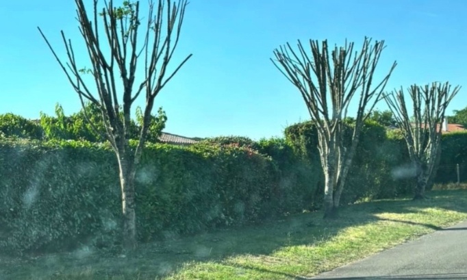 Contre l'élagage excessif des arbres du quartier du Tuquet