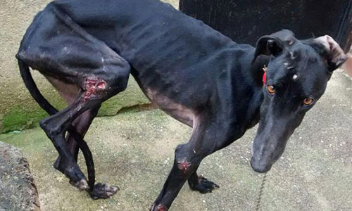 Pour Brujo et ses frères Galgos