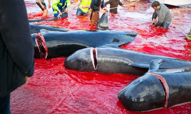 600 dauphins massacrés en un jour aux Îles Féroé : L'Europe doit couper les subventions !