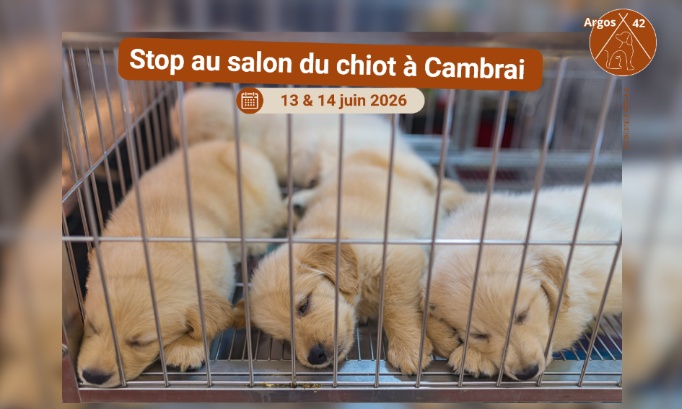 Stop au salon du chiot à Cambrai !