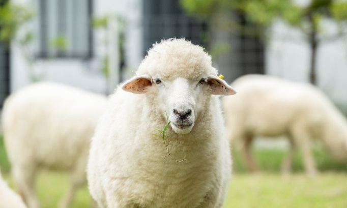 Brebis victime d'actes sexuels : interdisons le responsable d'être en contact avec des animaux !