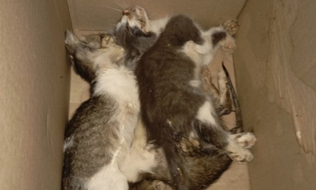 Stop aux abandons sauvages et criminels de chats et chatons sur le march&eacute; de Larache au Maroc