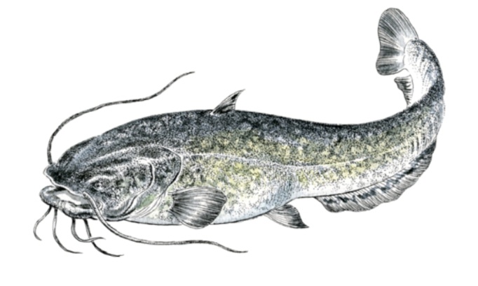 Pour une évolution de la réglementation de la pêche du silure dans les Ardennes