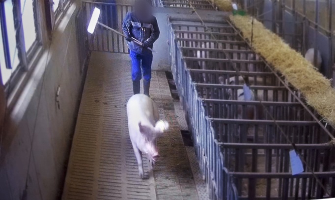 Pour la fermeture imm&eacute;diate de la maternit&eacute; porcine Annen dans le canton de Vaud