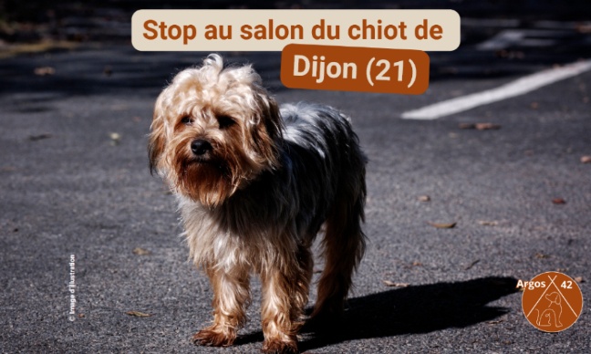 Stop au Salon du Chiot de Dijon
