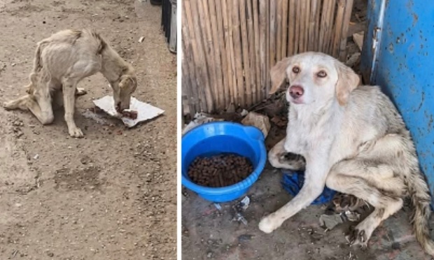 Punir plus durement la maltraitance animale, et faire appliquer les lois