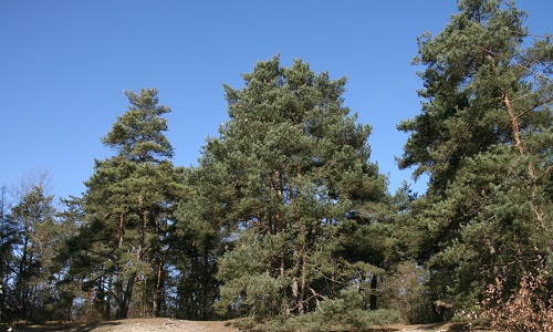 Non au massacre des pins de la butte Saint-Martin à Etrechy !