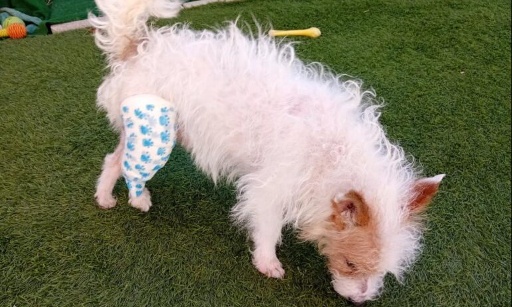 Jet&eacute; par la fen&ecirc;tre : justice pour Milou et tous les autres animaux !