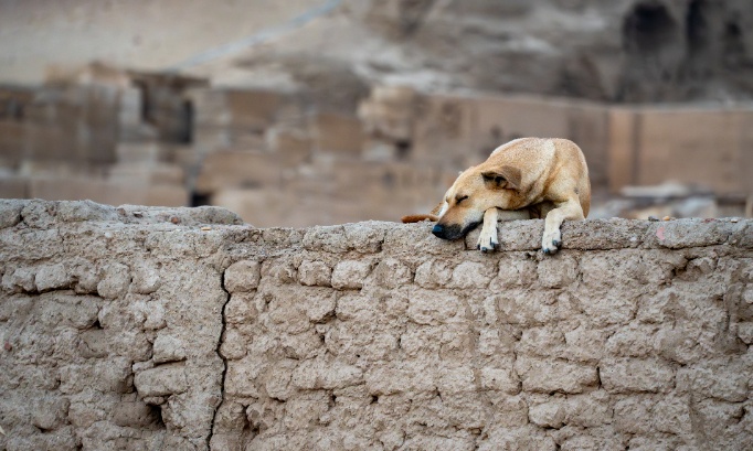 Stop &agrave; l&rsquo;euthanasie des chiens au Maroc pour la Coupe du Monde 2030