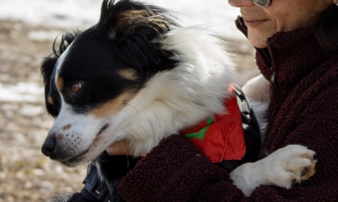 Tous ensemble pour les animaux : familles d'accueil, les refuges ont besoin de vous !