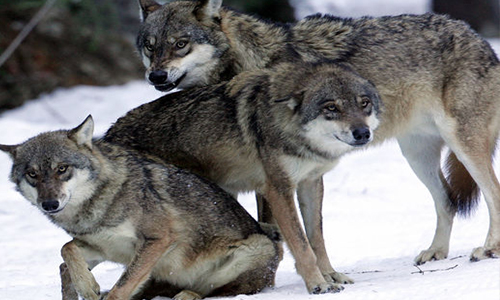 La paix entre les loups et les autres espèces